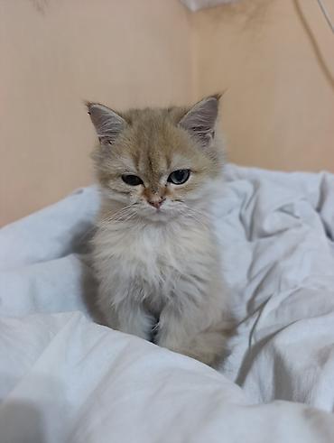 Продажа кошек: Скотиш Страйт (Шотландская прямоухая), 3 месяца, Мальчик, Золотая шиншилла, Приучена к лотку, Проглистована — 2