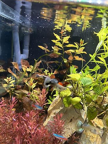 quppi baliqlari: Dördbucaq akvarium, Balıqlarla birlikdə, 120 l, Pulsuz çatdırılma — 10