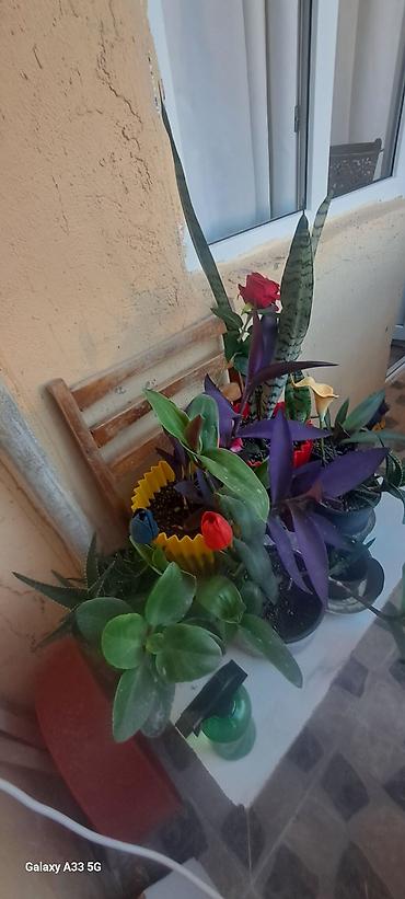 otaq gülləri: 🌸 Müxtəlif güllər Təcili satılır — 18 AZN Hamısı səliqəli — 2