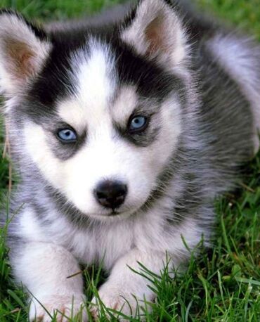 лабрадор щенки: Продается щенки хаски !!!!