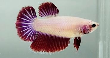 akvarum balıqları: Betta (Petuşok balığı), Sülhsevər — 1