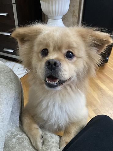 Pekines, 6 il, Erkək, Cütləşmə üçün lalafo.az -da Pekines, 6 il, Erkək, Cütləşmə üçün