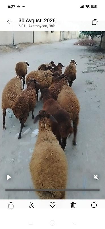 satdiq danalar: Quzu, Erkək, Qala, ay: 1, 25 kq, Damazlıq, Ünvandan götürmə — 1