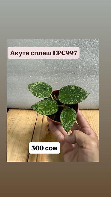 Хойи: Хойя Сильвер доллар от 200 сом Хойя доллар сплеш клон 2 -взрослое — 45