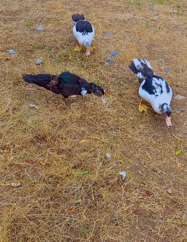 K/t heyvanları və malları: 3 ədəd lal ördeyi 2 dişi 1 ərkey