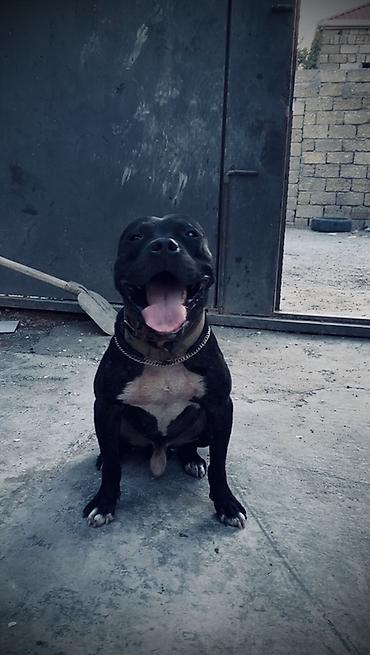 it adlari oglan: Pitbul, Erkək — 2