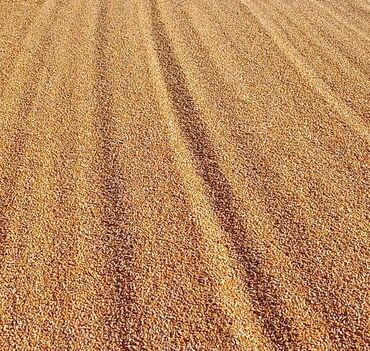 продам кукурузу: Семена и саженцы