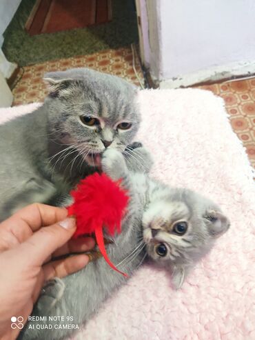 Pişiklər: Şotland, Erkək, Ünvandan götürmə — 3