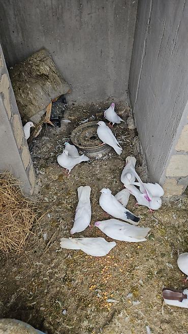 quşlar göyərçin: Məhsul: Ev quşları – göyərçinlər və “Silkie” cinsi dekorativ toyuqlar — 1