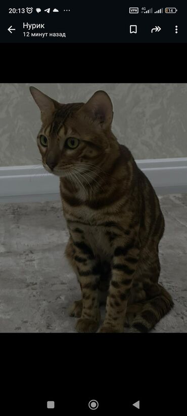 сибирский кот цена: Продаю кошку