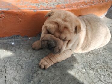 Продажа собак: Щенки шарпея - Порода: шарпей, классические «морщинки», плотная — 4