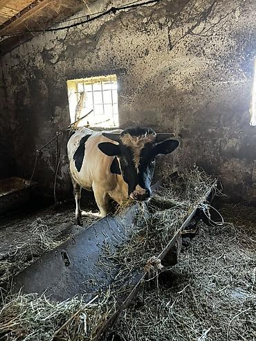 qara avstralorp: Satlıq iri buynuzlu heyvanlar2si temiz smentaldı 2si ivanovka super — 3