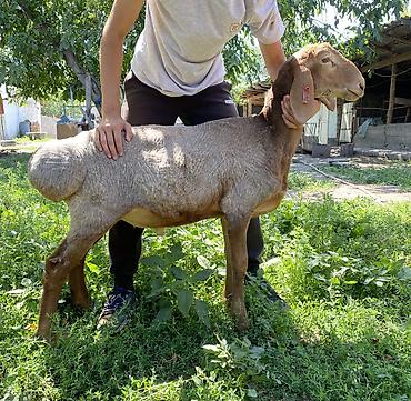арашае: Продаю | Баран (самец) | Арашан | Для разведения — 1