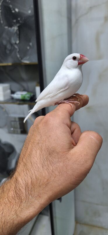 Tavalar: Amadin