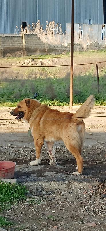 İtlər: Qurdbasar, 2 il, Erkek, Peyvəndli — 6