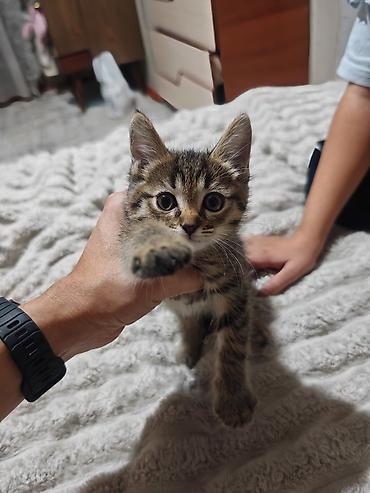 chi su: Кошка даром: Беспородная, 2 месяца, Мальчик — 1