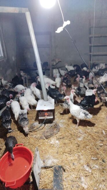 Hinduşka: Məhsul: Hind quşları (Biq 6 və “Beyləqan” sortları) Təsvir: - — 6