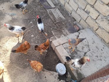 toyuq qaz: Курица, Для яиц, Самовывоз, Платная доставка