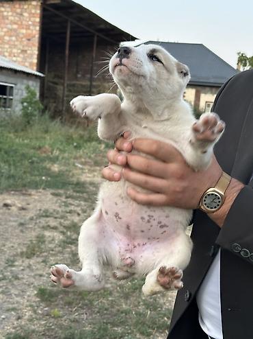 Продажа собак: Алабай, 1 месяц, Самец — 8