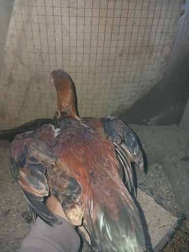 silkie ipək toyugu: Məhsul: Gənc xoruz (yerli qarışıq cins) Təsvir:40 manat - — 5