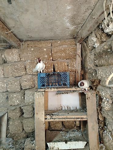 cex quslar: Goyercinler tecili satilir 3 ededdir sort quslardir baxa bilmirem deye — 4