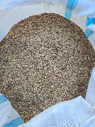 Кормовые растения: Беде урук, эспарцет урук сатылат, жугору урук кепилдиги менен дун жана — 10