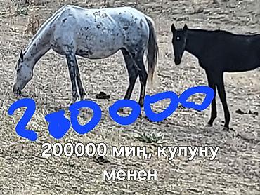 продажа домашних животных: Семиз бээлер сатылат,жайлоодон тушту — 3