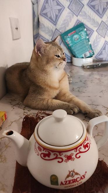 Животные: Золотая шиншилла, Самец — 3