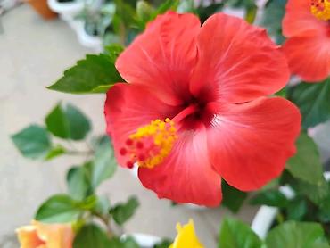 xoruz otu bitkisi: Qırmızı hibiskus (Çin qülü) – dekorativ çiçəkli ev və bağ bitkisi - — 5