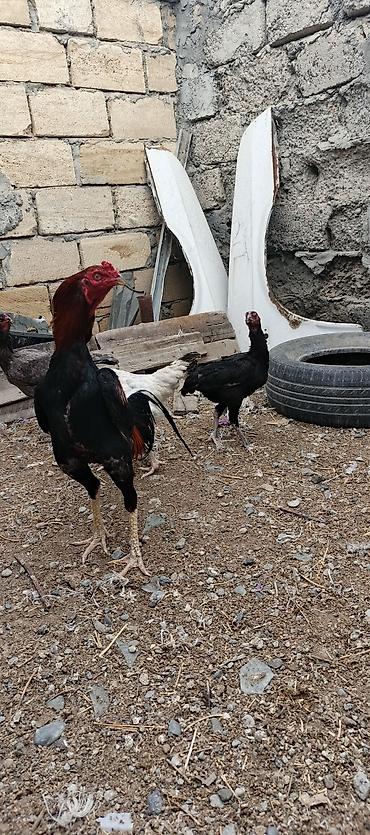 at satisi qiymetleri: Heyrati ailəsi satılır. tam sağlam heyvanlardı xoruz 70 manat fereler — 3