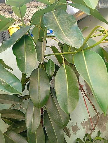agac satilir: Bitki: Ficus elastica (Kauçuk ağacı) Hündürlüyü 2m-dən çoxdur. - — 3