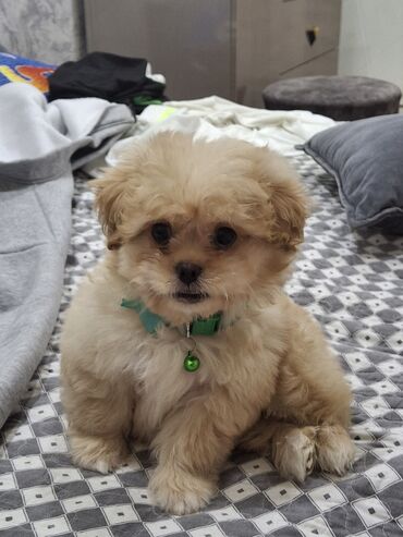 İtlər: Pekines, 2 ay, Erkek, Peyvəndli, Ünvandan götürmə