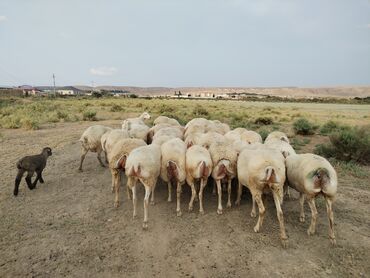 K/t heyvanları üçün mallar: Dişi, il: 2