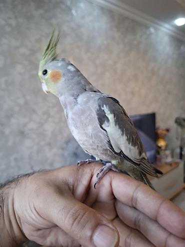 pidbul balasi: Salam. 3 ayliq ter temiz karella balasi. oz qusumun balasidi. tam — 6