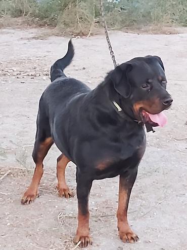 kanqal itleri: Rotveyler, 2 il, Erkək, Peyvəndli, Rayonlara çatdırılma — 3