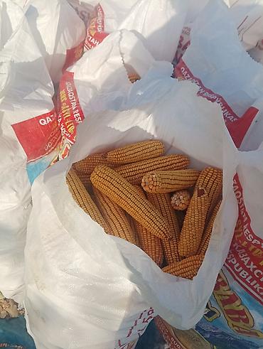 животные на р: Кукуруза в початках, урожай текущего сезона. - Натуральная кукуруза — 1
