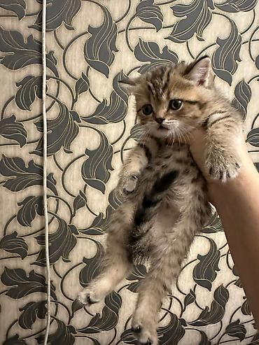 Pişiklər: Şotland, Erkək, Dişi, Yaxşı əllərə, Ödənişli çatdırılma, Ünvandan götürmə, Rayonlara çatdırılma — 6