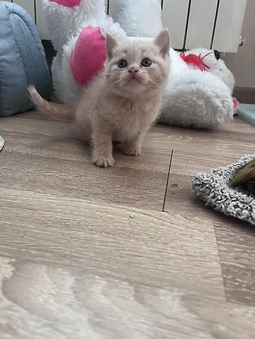 Pişiklər: Erkək, Dişi, Yaxşı əllərə, Ünvandan götürmə, Pulsuz çatdırılma, Ödənişli çatdırılma — 9