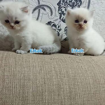 Pişiklər: Şotland, Erkək — 4