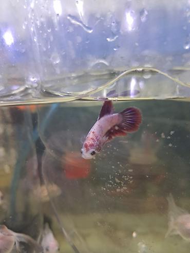neon balığı: Betta (Petuşok balığı) — 6