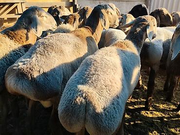бенгалская кошка даром: Продаю | Баран (самец) | Гиссарская, Арашан | На забой — 5