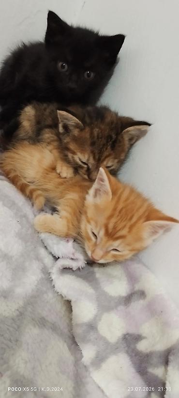 Котята домашние, помёт из трёх малышей: - чёрный классический окрас; -