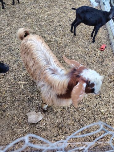 Keçi, çəpiş: Salam hər kəsə. 4 İspan sortu mursiyano və 1 erkək hələb satılır — 3