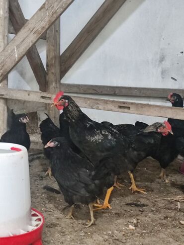 simmental ineklerin satisi: Toyuq, Damazlıq, Ünvandan götürmə, Ödənişli çatdırılma