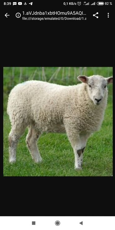романовский порода овец: Продаю |