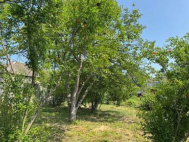 midada ev satilir: 12 sot, Tikinti, Mülkiyyətçi, Kupça (Çıxarış) — 2