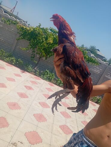 Xoruzlar: Salam her bir kəsə bu xoruz heyrati cinsi das pipk heyvanidi çox əla — 3