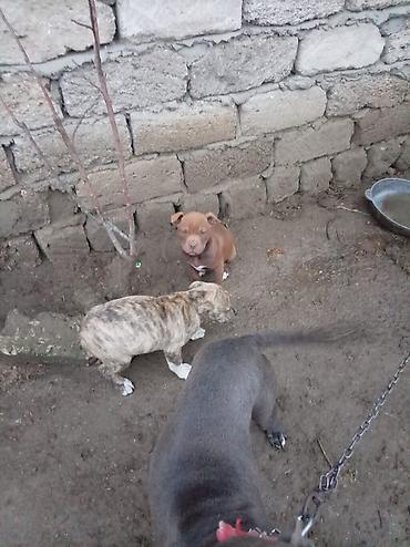 İtlər: Pitbul, 2 ay, Dişi — 15