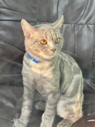 Pişiklər: Şotland, Erkək, Yaxşı əllərə, Ünvandan götürmə, Ödənişli çatdırılma, Rayonlara çatdırılma -da lalafo.az — 8 Pişiklər: Şotland, Erkək, Yaxşı əllərə, Ünvandan götürmə, Ödənişli çatdırılma, Rayonlara çatdırılma — 8