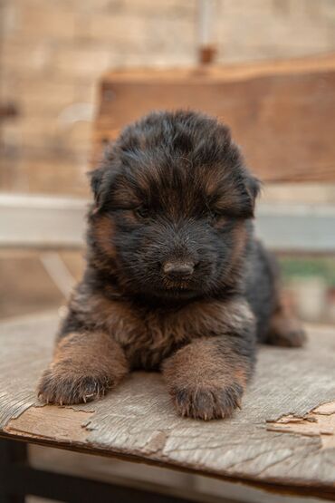 İtlər: Alman çoban iti, 2 ay, Erkek, Peyvəndli — 6